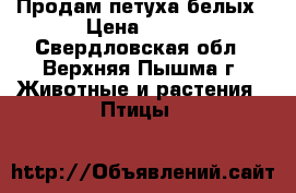 Продам петуха белых › Цена ­ 350 - Свердловская обл., Верхняя Пышма г. Животные и растения » Птицы   
